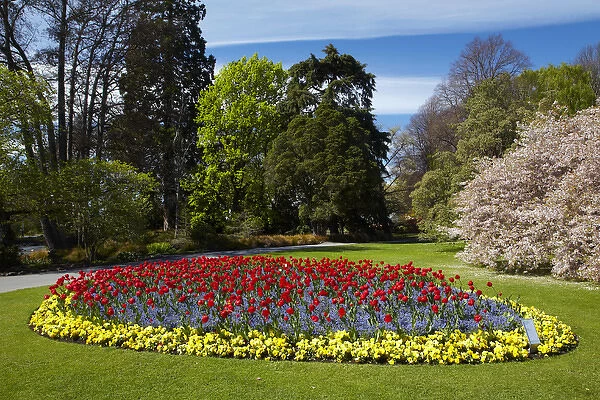 Flower bed and blossom tree, Botanic Gardens, Hagley Park, Christchurch, Canterbury