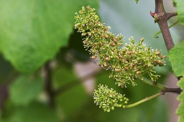 A flower on the vine in the vineyard, Champagne Larmandier-Bernier, Vertus, Cote des Blancs