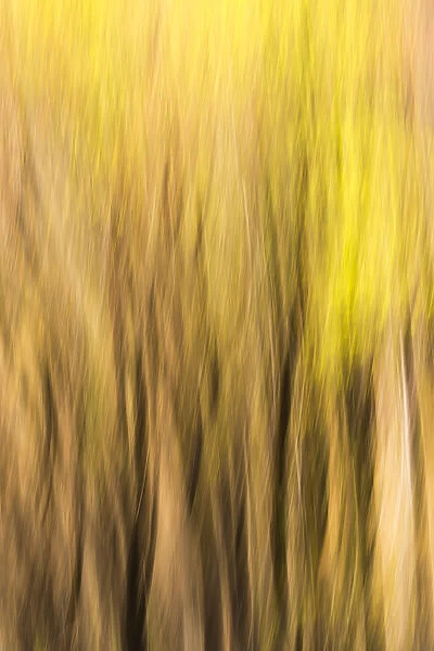 Forest abstract, Yosemite National Park, California USA