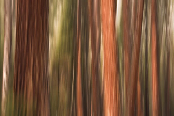 Forest abstract, Yosemite Valley, Yosemite National Park, California USA