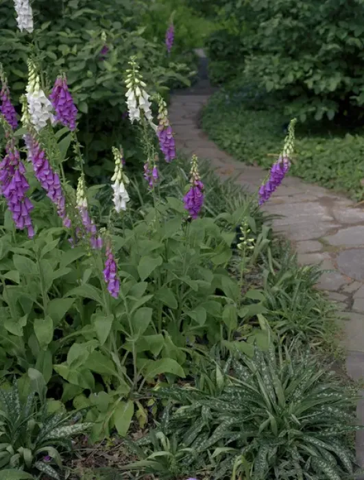 Framed Print : Foxglove Garden Path Print Framed Print : Foxglove Garden Path Print