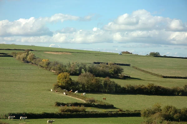 03. France, Burgundy, cattle grazing on hills near Beaune
