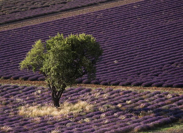 France, Drome, Provence-Alpes-Cote d Azur, View of single tree in lavender field