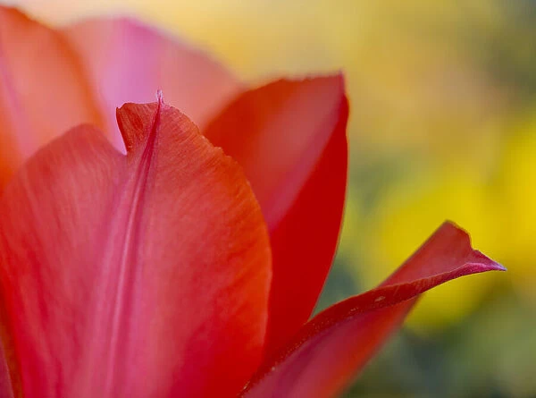 France, Giverny. Close-up of red tulip petals. Credit as