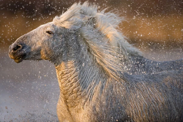 France, Provence. Detail of two Camargue horses running through a marsh. Credit as