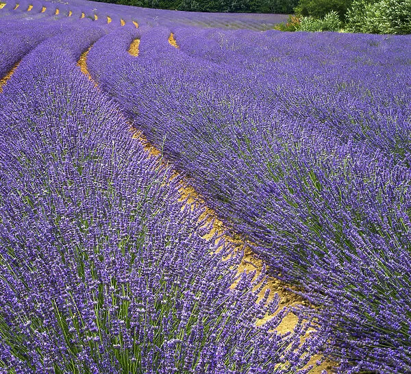 France, Provence, Roussillon, lavender