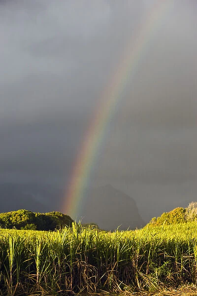 France, Reunion Island, St-Andre, Cirque de Salazie, Sugar Cane Field with Rainbow