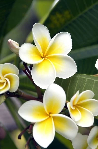 Frangipani flower Cook Islands
