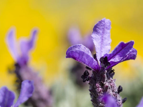 French Lavender or Spanish Lavender, Topped Lavender (Lavandula stoechas) at the Costa Vicentina