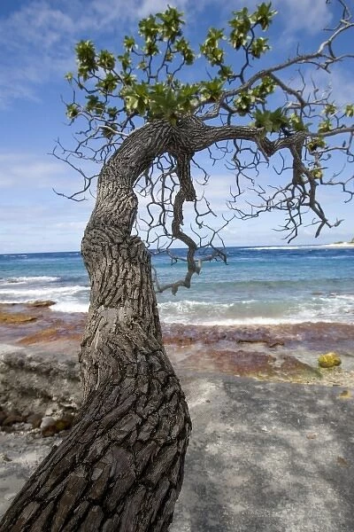 French Polynesia, Society Islands, Rangiroa. A living tree trunk on the ocean shoreline