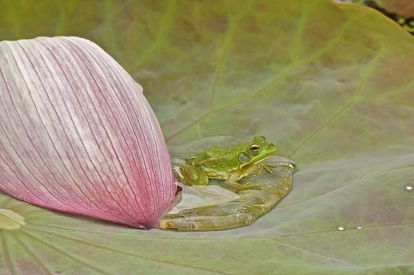 Frog and lotus