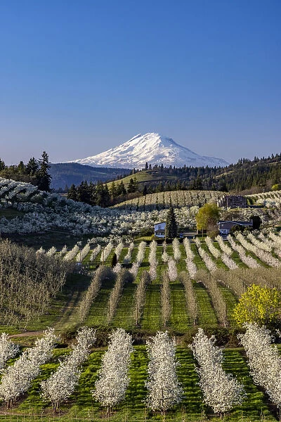 Fruit orchards in full bloom with Mount Adams in Hood River, Oregon, USA