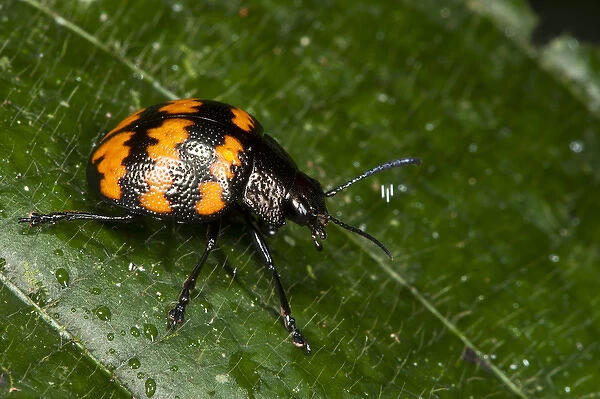 Fungus Beetle (Erotylus sp) (Erotylidae), Yasuni National Park, Amazon Rainforest, ECUADOR