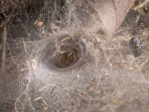 Funnel web and spider, Los Angeles, CA