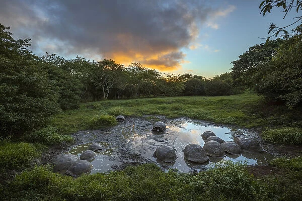 Galapagos giant tortoise gathering in small pond at sunset. Genovesa Island, Galapagos Islands, Ecuador