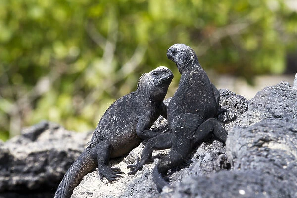 Galapagos marine iguanas on the beach, Isabela Island, Galapagos Islands