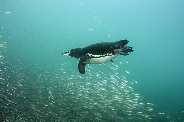 Galapagos Penguin (Spheniscus mendiculus) GALAPAGOS ISLANDS, ECUADOR