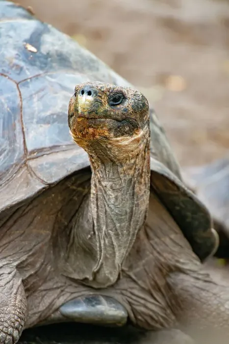 Framed Print : Galapagos Tortoise Print Framed Print : Galapagos Tortoise Print