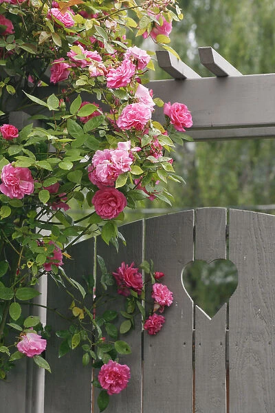 Garden gate with roses growing over it. Credit as: Don Paulson  /  Jaynes Gallery  /  DanitaDelimont