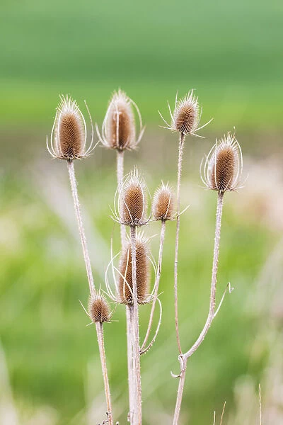 Garfield, Washington State, USA. Thistle plants in the Palouse hills