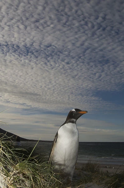Gentoo Penguin (Pygoscelis papua) Keppel Island. Off north coast of West Falkland