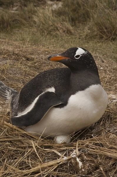 Gentoo Penguin (Pygoscelis papua) nesting, West Falkland. Falkland Islands