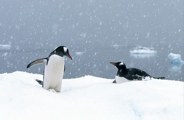 Gentoo Penguins (Pygoscelis papua) In snow; Antarctic Peninsula, Antarctica