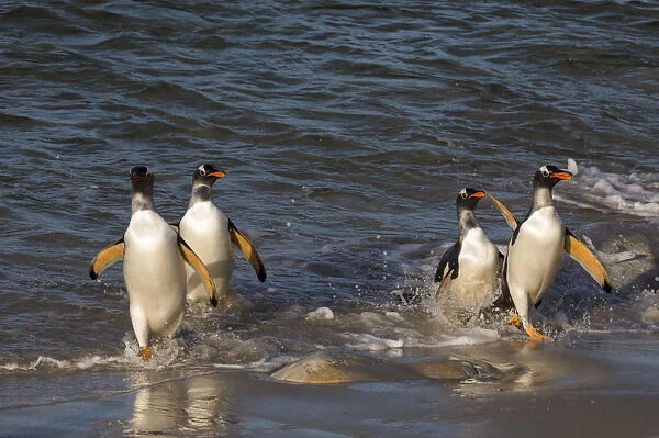 Gentoo penguins, Pygoscelis papua, coming ashore