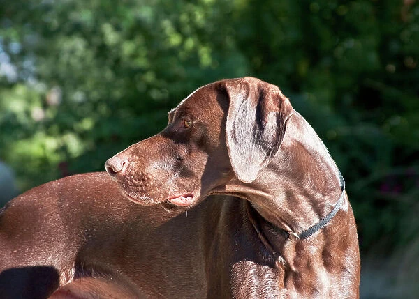 A German Shorthaired Pointer looking over his shoulder