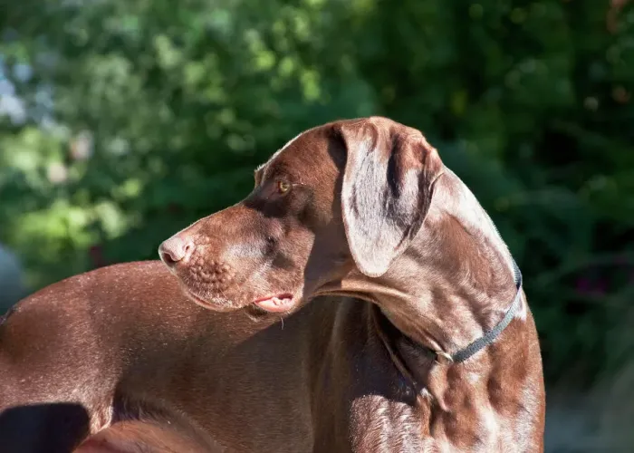 Framed Print : A German Shorthaired Pointer Print Framed Print : A German Shorthaired Pointer Print