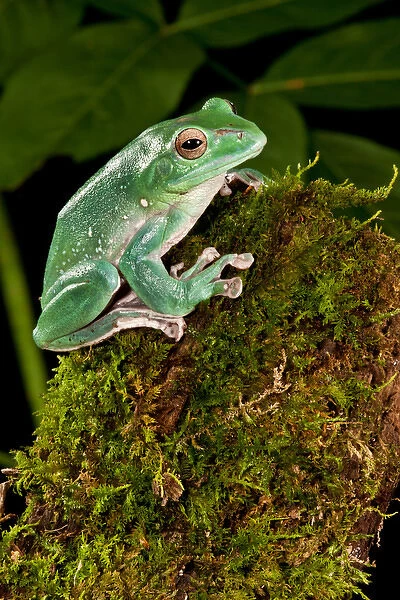 Giant Gliding Treefrog, Polypedates sp. Native to Vietnam