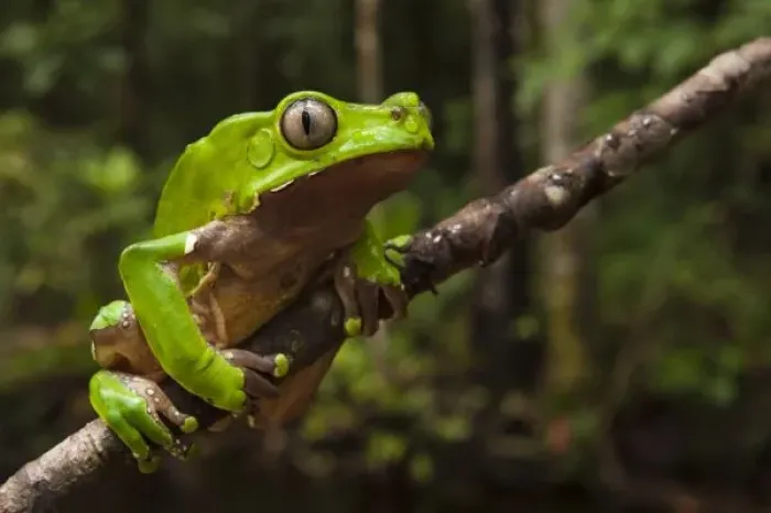 Framed Print : Giant Leaf Frog Print, Guyana
