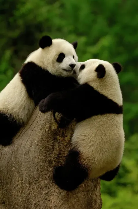 Framed Print : Giant Panda Babies Print Framed Print : Giant Panda Babies Print