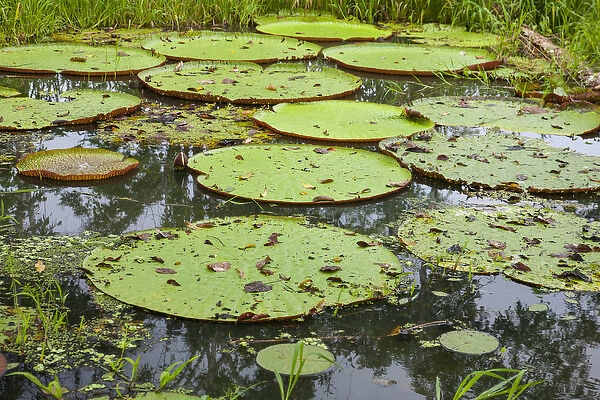 These giant water lilies, up to 8 feet in diameter, are only foud in the amazon Rainforest