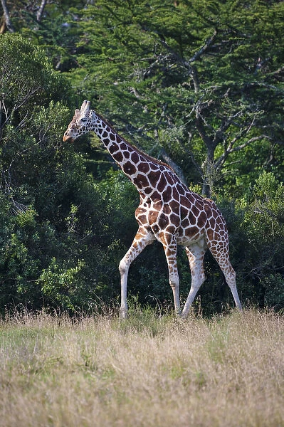 Giraffe, Mount Kenya National Park, Kenya