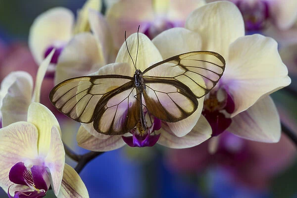 Glasswing Butterfly, Godyris duilia