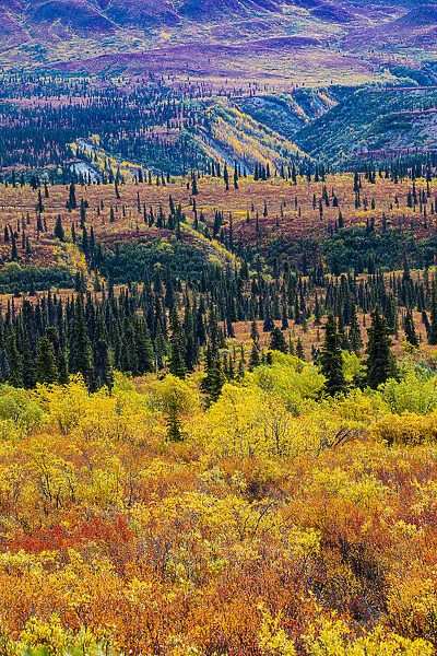 Glenn Highway, Alaska, forest