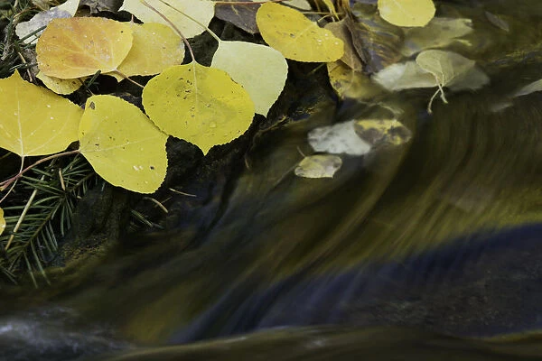 Golden aspen leaves and small stream in autumn, Owl Creek Pass, San Juan Mountains