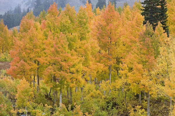 Golden Aspen Trees, in fall colors, Little Cottonwood Canyon, near Salt Lake city and Snowbird