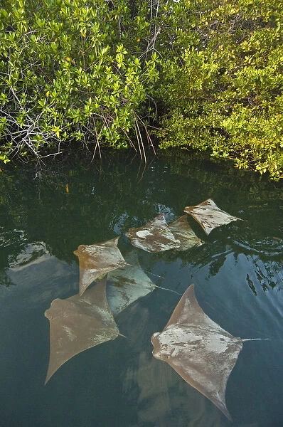 Golden Cownose Rays (Rhinoptera steindachneri) Santa Cruz Island, GALAPAGOS ISLANDS