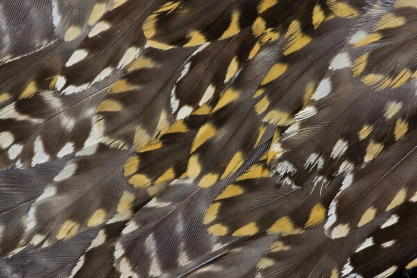 Golden Plover feather pattern