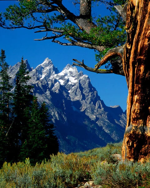 Grand Teton and Cathedral Group framed by Limber Pine, in Grand Teton National Park