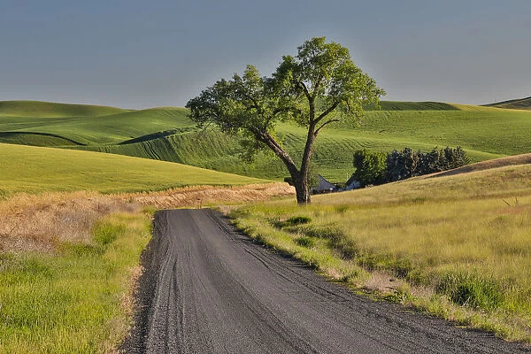Gravel road and lone tree Palouse Country Eastern Washington