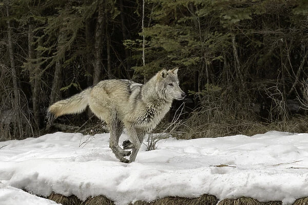 Gray Wolf or Timber Wolf running on snow in winter, (Captive Situation) Canis lupis