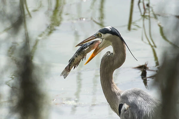Great Blue Heron with fish in mouth