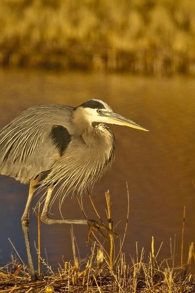 Great Blue Heron fishing along a canalway in Bosque del Apache NWR in New Mexico