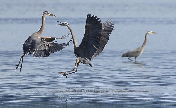 Great Blue Herons, a scuffle over fishing spot