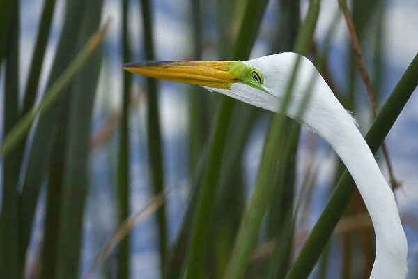 Great Egret hunting in soft stem bulrush, Ardea alba, Viera wetlands, Florida