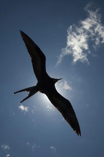 Great Frigatebird (Fregata minor) - male flying. GALAPAGOS ISLANDS ECUADOR South