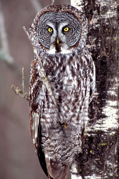 Great Gray Owl, Pine City MN perched on Aspen